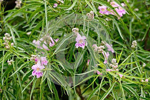 Desert willow Chilopsis linearis plants with fragrant pink flowers photo